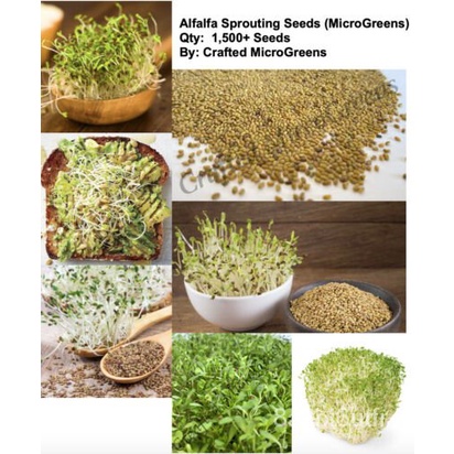 เมล็ด-alfalfa-375เมล็ดมะเขือถั่วมะเขือแตกหน่อ-microgreens-ไม่ได้รับการรักษาสลัดแซนวิช