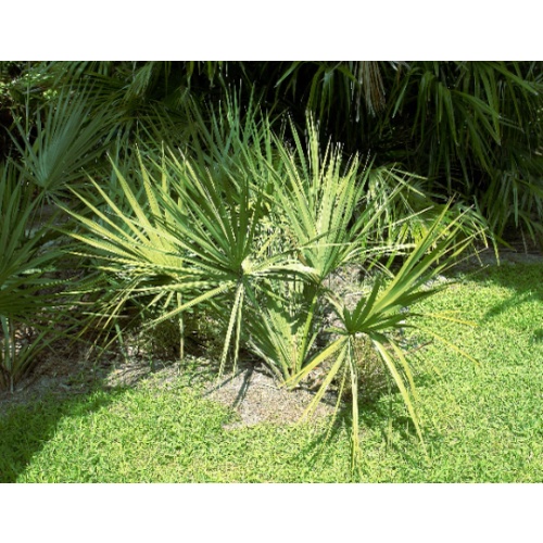 เมล็ด Sabal etonia 10SEED Palmetto Scrub ผักบุ้ง | Shopee Thailand