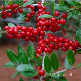 เมล็ด 30 yaupon เมล็ดฮอลลี่ (ilex vomitoria) อเมริกันพื้นเมือง carfeene ชาไม้พุ่มสมุนไพรสด ผักชี ผักชี