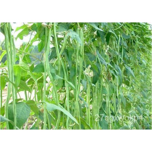 เมล็ด Vegetable BeanYard LongUn Metro Ramp 15 Premium Quality