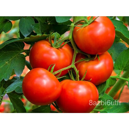 เมล็ด-tomato-strolee-คอนเฟิร์ม-50-seedsfruitheirloom-สวนผัก-มะเขือ