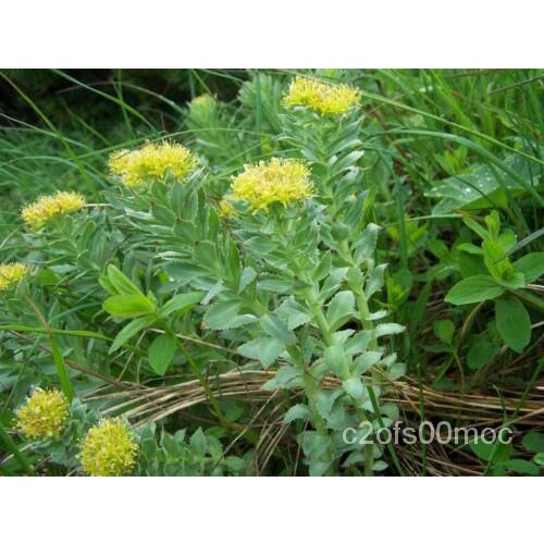 เมล็ด 500 Rhodiola Rosea SeedsRoseroot Goldenroot Stone Culture