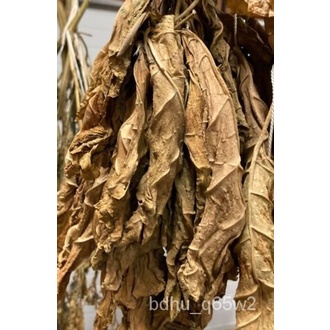 1500+ Ceremonial Indian Tobacco Seeds – Nicotiana Rustica, Mapacho, Aztec Makhorka, Fresh 2024 Crop