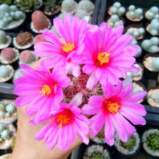 แมมชูแมม ไม้เมล็ด แคคตัส ไม้อวบน้ำ  Mammillaria schumannii