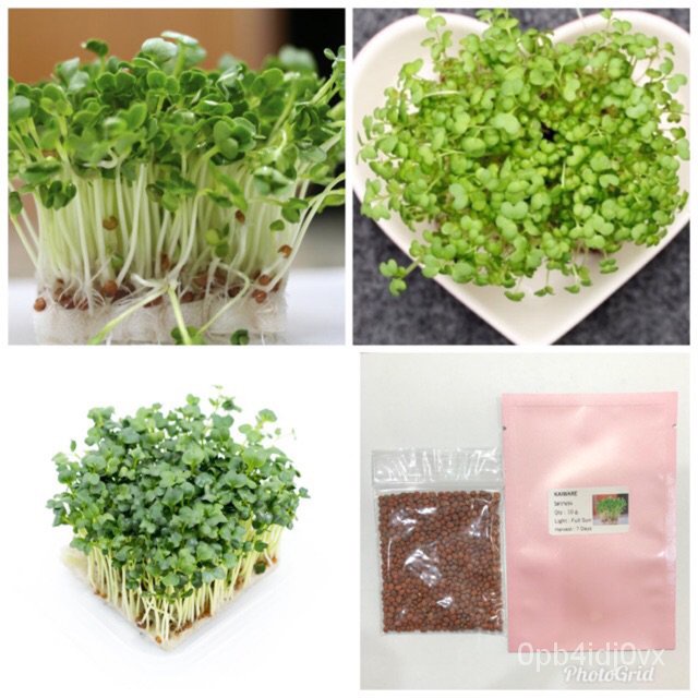 （เมล็ด）ไควาเระ Kaiware เมล็ดไควาเระ/งอก ปลูก/งอก เมล็ด/งอก การ Shopee