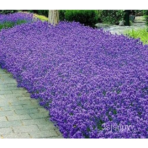 เมล็ดพันธุ์จำนวนมากสวน-munstead-สมุนไพร-seedเมล็ด-lavender-65bp