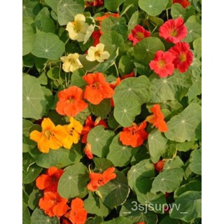 เดี่ยวผสมต่อแพ็ค ,เมล็ดข้าวNasturtium50ที่ไม่ใช่จีเอ็มโอ -,seeds TDUA