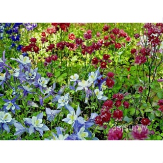 ผสมและ200,ชนิดของ,เมล็ดgardeningทั้งหมด + สวย,,สีAQUILEGIA ดอกไม้COLUMBINE ZD8N