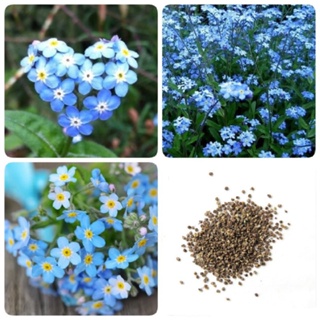 （เมล็ด）การ อย่าลืมฉัน อย่าลืมฉัน (100 Pcs Forget Me Not Flower Seeds) เมล็ด/งอก ปลูก/งอก  การ