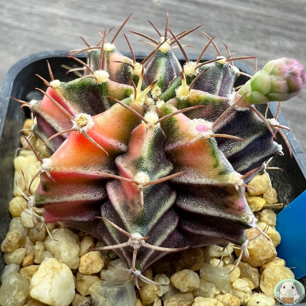 b26-การยิมโนด่าง-คัดพิเศษ-ไม้เมล็ด-gymnocalycium-แคคตัส-งอก-การ