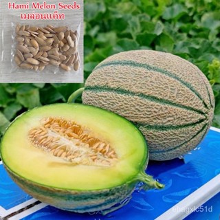 （เมล็ด）30เมล็ด Hami Melon Seeds บอนสีหายาก การผัก การไม้ตกแต่ง ไม้การ การไม้จริง บ/งอก ผัก ป/งอก ผั