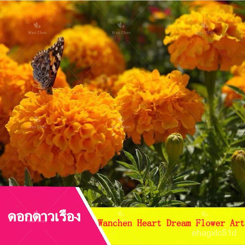 เมล็ด-การ-การดาวเรืองฮันนี่โกลด์-marigold-seeds-100-เมล็ด-เมล็ด-ปลูกการ-ปลูก-งอก-ปลูก-ส-บา-การ