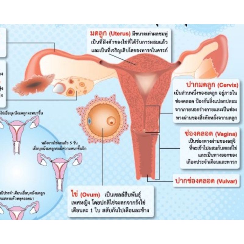 ระบบสืบพันธุ์-เพศหญิง-eq-216-โปสเตอร์สื่อการสอน-หุ้มพลาสติก-ขนาด-50-70-cm