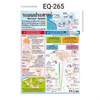 ระบบประสาท EQ 265 โปสเตอร์สื่อการสอน หุ้มพลาสติก ขนาด 50 * 70 cm