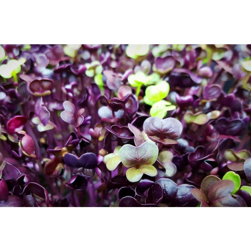 ไมโครกรีนOrganic Purple Radish 5 g. พร้อมวิธีการปลูก เมล็ดนำเข้าสีตรงปก ...