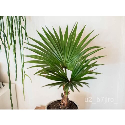 เมล็ด 10 Fan Palm Bonsai Tree Seed Planting ข้าวโพด Shopee Thailand