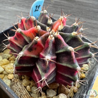 (LB22) การยิมโนด่าง คัดพิเศษ ไม้เมล็ด - (gymnocalycium) - แคคตัส/งอก ปลูก/งอก เมล็ด/งอก การ