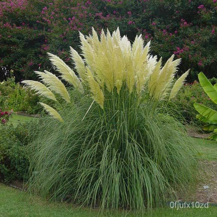 เมล็ด-ถูก็ด-100-ถูก็ดถูก-ถูกภูเขา-ถูกแพมพัส-pampas-grass-แปมปัส-นำเข้าจาก-usa-อัตราการถูกสูง-80-85-ถูก-เพาะ