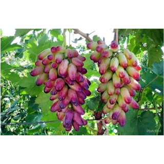 เมล็ด ใหม่็ด 20 ใหม่ Garden Seeds ใหม่็ด.องุ่น Grape Vine Seed อัตราการใหม่สูง 80-85% ใหม่ เพาะ