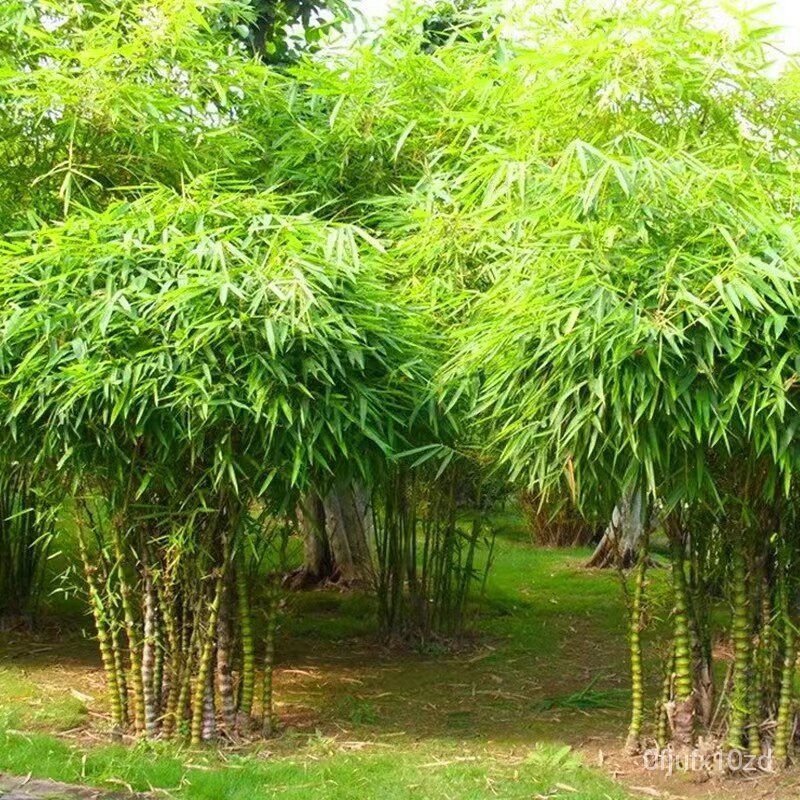 เมล็ด-ใหม่็ด-ใหม่ดี-เพาะเพาะ-50ใหม่็ด-เพาะ-phyllostachys-pubescens-seeds-for-planting-ใหม่เพาะไม้-เพาะไม้จิ๋