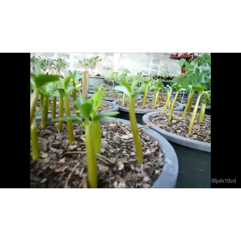 เมล็ด-ใหม่็ด-12-ใหม่็ด-ใหม่-ชวนชม-สายใหม่ไต้หวัน-ดอกสีม่วง-adenium-seeds-กุหลาบทะเลทราย-desert-rose-ราชิน-เพาะ