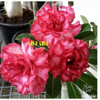 เมล็ด ใหม่็ด 11 ใหม่็ด ใหม่ ชวนชม สายใหม่ไต้หวัน เพาะสีชมพู Adenium Seeds กุหลาบทะเลทราย Desert Rose ราชิน มะ