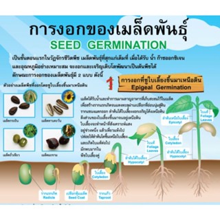 การงอกของเมล็ด EQ 309 โปสเตอร์สื่อการสอน หุ้มพลาสติก ขนาด 50 * 70 cm