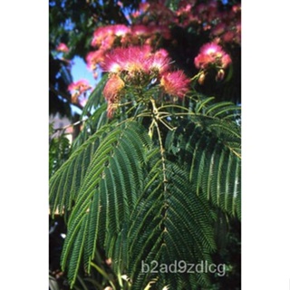 เมล็ด 1-1000ชิ้นผ้าไหมเปอร์เซีย Mimosa Tree บาทไม้ Albizia julbrissin siris 0175 บาท