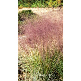 200-หญ้าปกคลุมmuhlenbergia-capillarisflowersflamingomuhlyสหรัฐอเมริกา-สีชมพูเมล็ด-3fvz