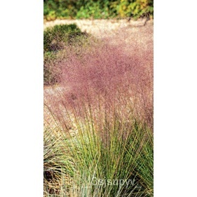   200  หญ้าปกคลุมMuhlenbergia CapillarisflowersFlamingoMuhlyสหรัฐอเมริกา สีชมพูเมล็ด 3FVZ