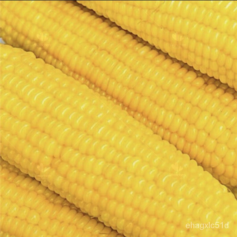 เมล็ด-ขายเป็นเมล็ด-20ชิ้น-ถุง-sweet-corn-seed-เมล็ดผักต่างๆ-เมล็ดผักสลัด-seeds-v-งอก-ผัก-ปลูก-งอก-การ