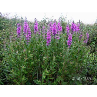 เมล็ด ใหม่็ด ใหม่นำเข้าจาก อังกฤษ ใหม่ Garden Seed เพอเพิ่ล ลูสสไตร้ฟ Lythrum salicaria purple looses ใหม่ เพาะ