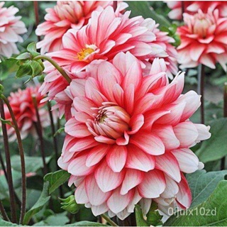 เมล็ด ใหม่็ด รักเร่ Dahlia Bulb สายใหม่ Larrys Love 1 หัว/ออเดอร์  หัวรักเร่ เพาะไม้ หัวหน่อ เหง้า นำเข้า เน ผั