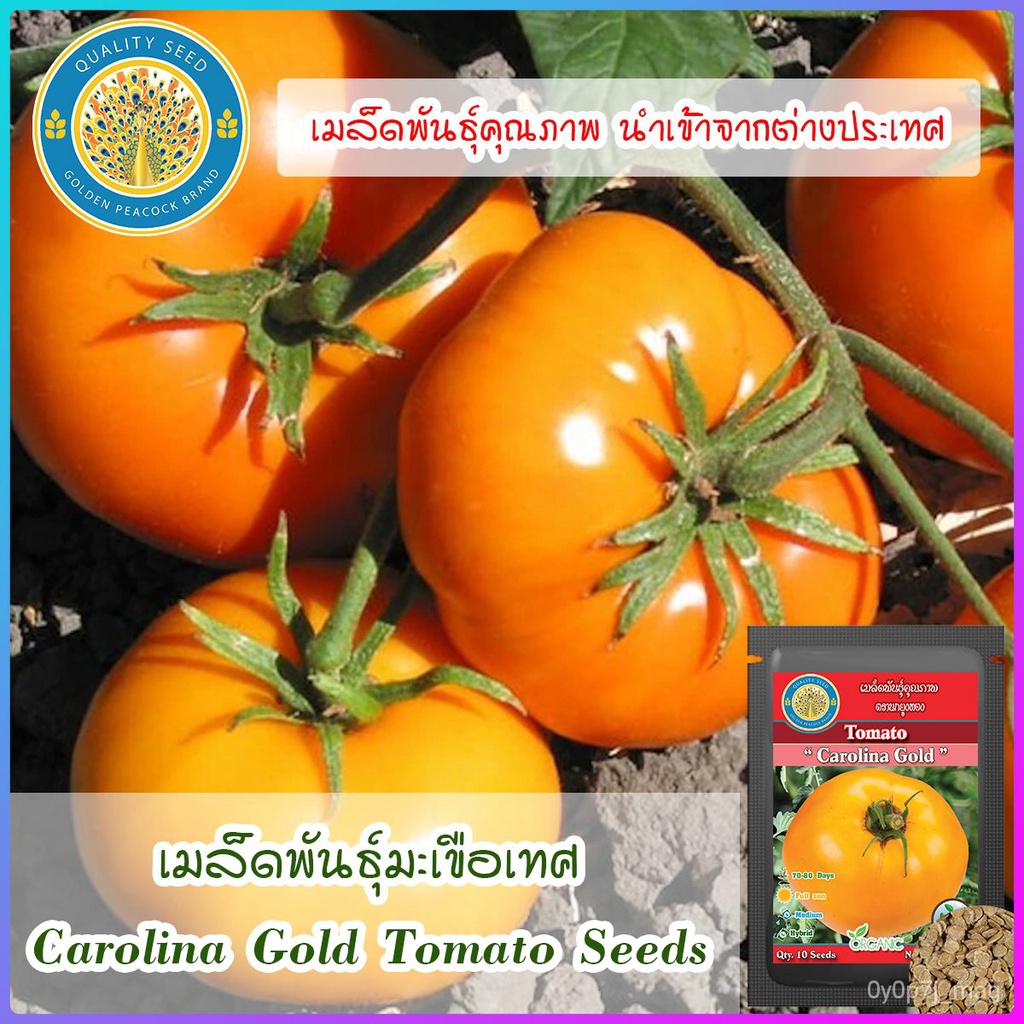 เมล็ด ใหม่็ด ใหม่ เพาะเทศ (Carolina Gold Tomato Seeds) ใหม่ เพาะ
