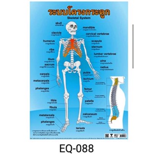 ระบบโครงกระดูก   EQ 0 8 8 โปสเตอร์สื่อการสอน หุ้มพลาสติก ขนาด 50 * 70 cm