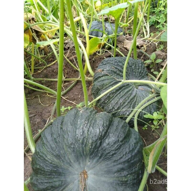 อินทรีย์็ด-อินทรีย์็ด-อินทรีย์็ดฟักทอง-20อินทรีย์็ด-10-เเถม-1-อินทรีย์บาท-บาท