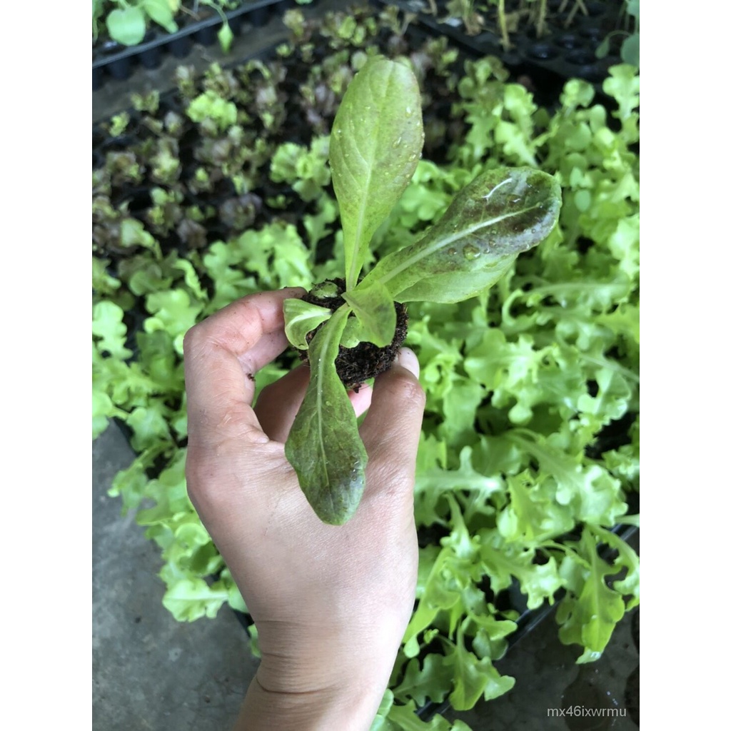อินทรีย์็ด ใหม่็ด สลัด เรดคอส (Red Cos Lettuce) ง่ายกล้าพร้อมใหม่ กล้า ...