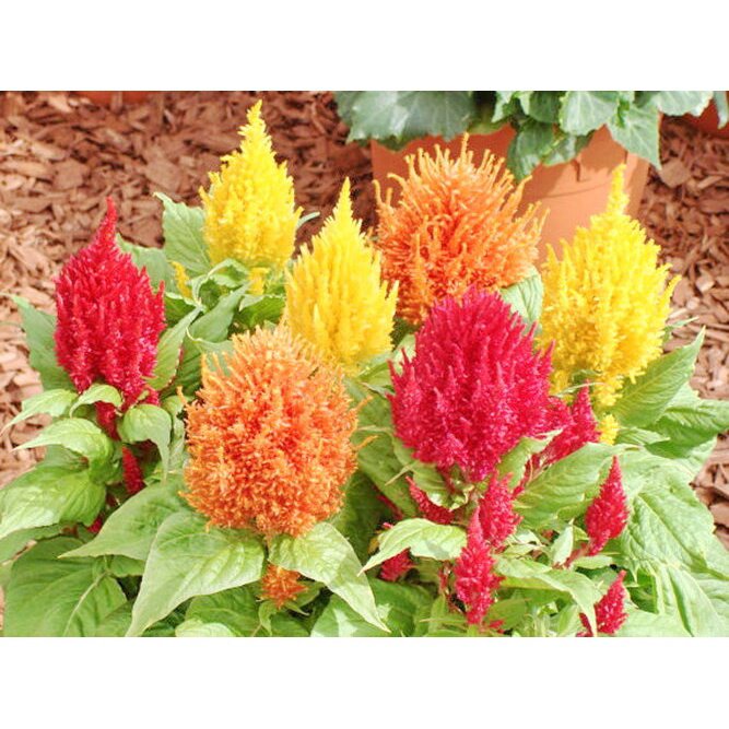 เมล็ด-การ-การสร้อยไก่-celosia-plumosa-300-seeds-การไม้-คุณภาพ-300-เมล็ด-ไม-งอก-ปลูก-งอก-การ