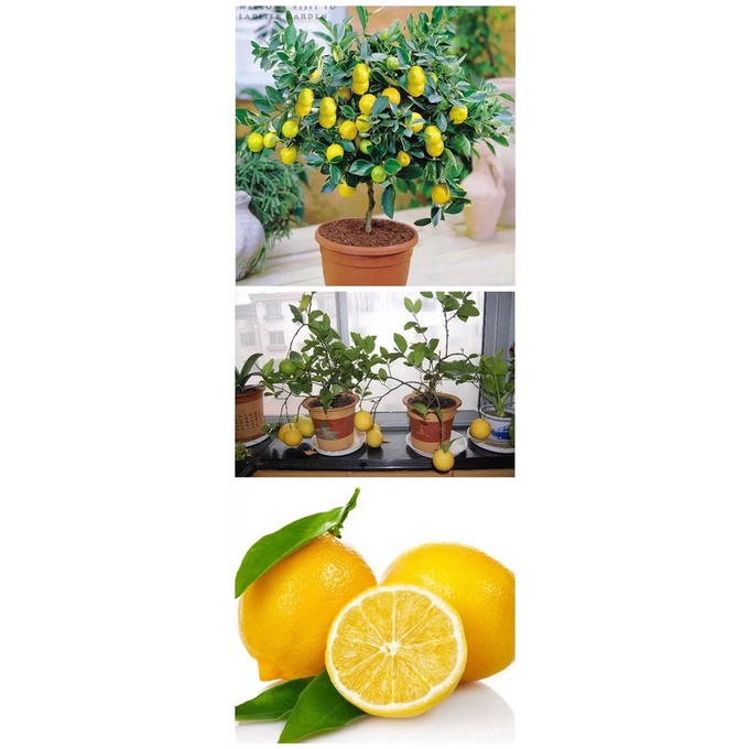 lemon-tree-seeds-high-survival-rate-fruit-seeds-for-home-gatden-balcony-bonsai-5-pcs-lotseed-vrgv