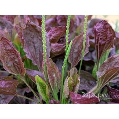 อินทรีย์-สีม่วง-rubrifoliaพืช-เมล็ดgardening-qz2v
