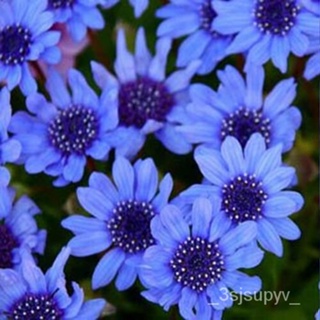  25   seed 50%ข้อเสนอ Heterophyllaเมล็ด Blue BOGO  Daisy-Feliciaสีฟ้า-- VUOV