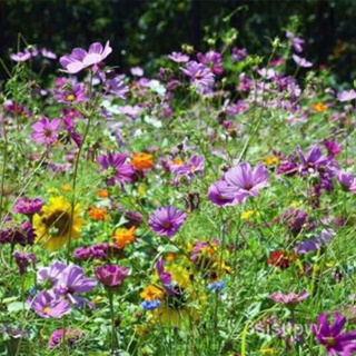 !seedดอกไม้ป่าผสมHUMMINGBIRDสหรัฐอเมริกา มรดกสืบทอด +ดอกไม้ที่ไม่ใช่จีเอ็มโอ1000 ผีเสื้อ เมื่อเมล็ดพืชและ WTKX