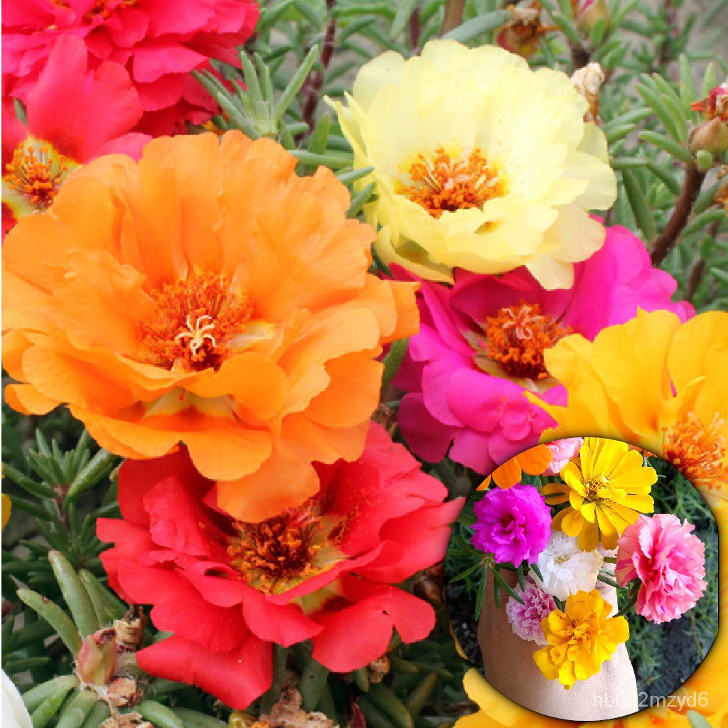 Moss Rose Double Dazzle Flower Seeds (คละสี) 50เมล็ด G3EW | Shopee Thailand