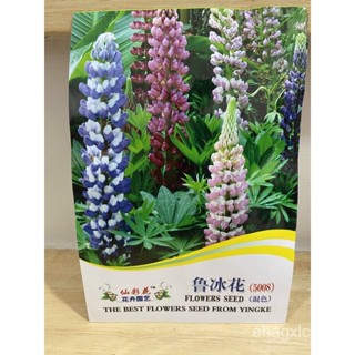 （เมล็ด）เมล็ด Lupine / ลูปิน 30เมล็ด/งอก/งอก ปลูก/งอก เมล็ด/งอก การ