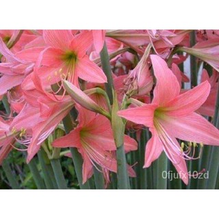 เมล็ด ใหม่็ด 2หัว/เพาะ ว่านสี่ทิศ ว่านมงคล amaryllis เพาะสี ชมพู ใหม่พื้นเมือง ทนแดดทนฝน เป็นใหม่ที่ให้เพาะส