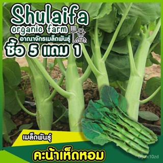 เมล็ด ใหม่็ด ใหม่็ดเพาะเห็ดหอม 10กรัม สายใหม่แท้ ใหม่เพาะ สามารถทำใหม่ต่อเพาะ รสชาติหวานกรอบ ใหม่เพาะทุ เพาะ