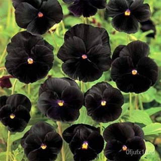 เมล็ด ใหม่็ด ใหม่ เพาะแพนซี่ Viola wittrockiana pansy black 30 ใหม่็ด ใหม่นำเข้าจาก อังกฤษ. ใหม่ เพาะ