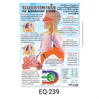 ระบบการหายใจ EQ 239 โปสเตอร์สื่อการสอน หุ้มพลาสติก ขนาด 50 * 70 cm