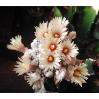 cactus astrophytum asterias​ ooibo กราฟตอสามเหลี่ยม