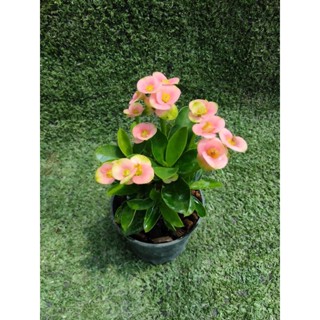 ต้นโป้ยเซียนแคระดอกชมพู [ Euphorbia milli ] ในกระถาง3